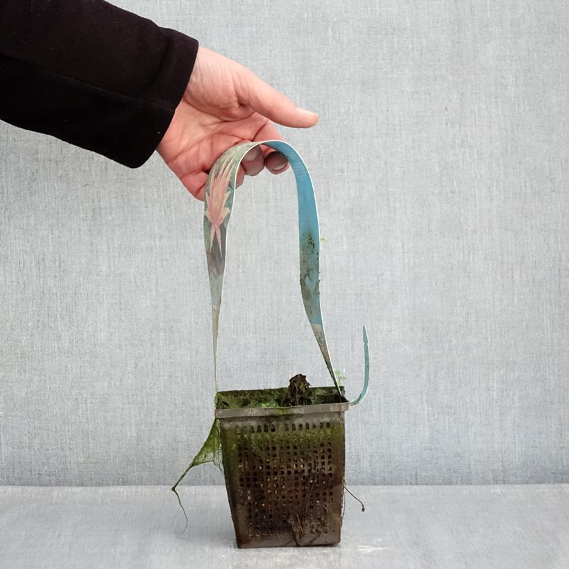 Exemplaar van Nymphaea Red Spider - Waterlelie Pot van 1 l/1,5 l zoals geleverd in de winter