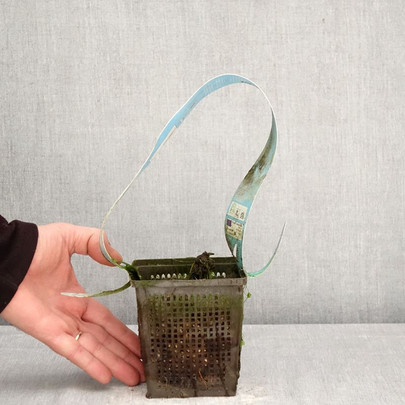 Exemplaar van Nymphaea Red Spider - Waterlelie Pot van 1 l/1,5 l zoals geleverd in de lente