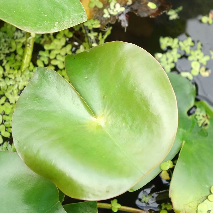 Nymphaea Rose Arey - Waterlelie (Blad)
