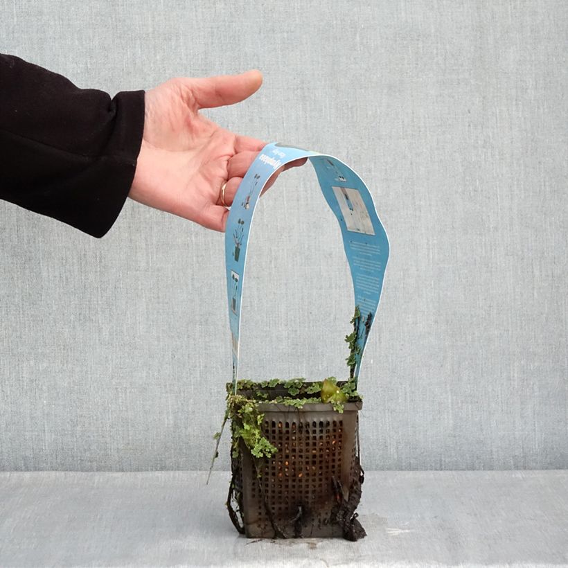 Exemplaar van Nymphaea Rose Arey - Waterlelie Pot van 1 l/1,5 l zoals geleverd in de winter