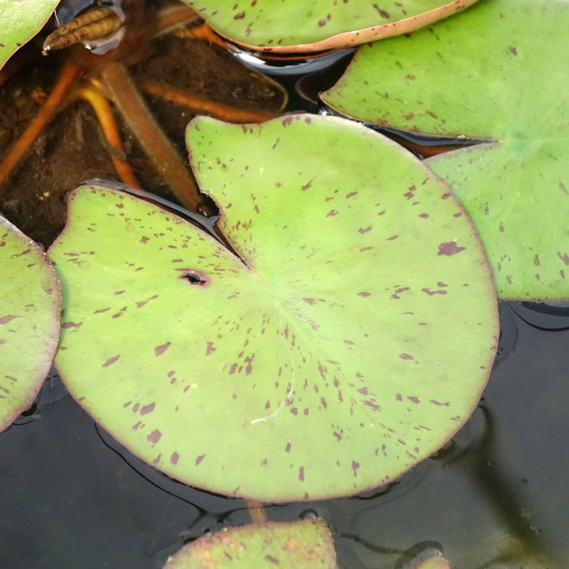 Nymphaea Sioux - Waterlelie (Blad)