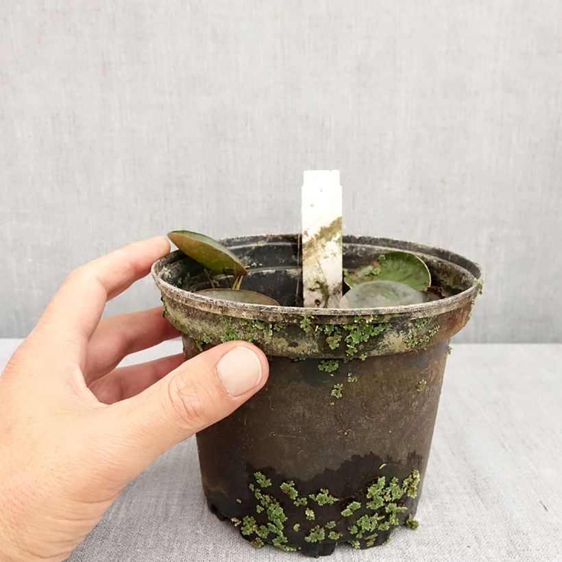 Exemplaar van Nymphaea Sioux - Waterlelie Pot van 1 l/1,5 l zoals geleverd in de herfst