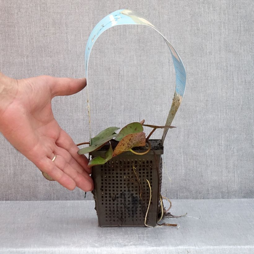 Exemplaar van Nymphaea Sioux - Waterlelie Pot van 1 l/1,5 l zoals geleverd in de zomer