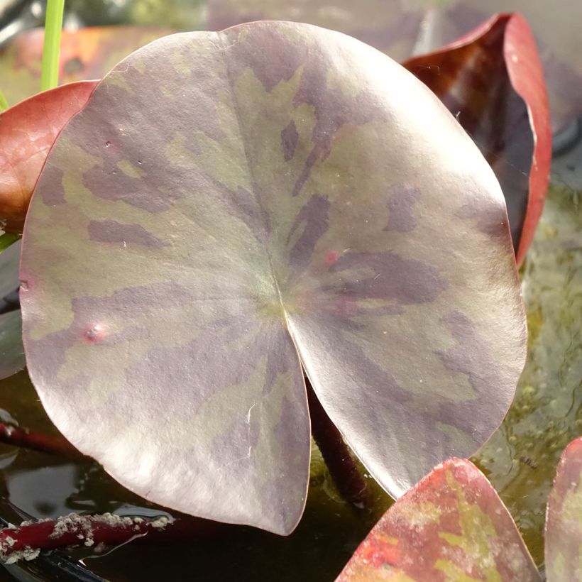 Nymphaea Starbright - Waterlelie (Blad)