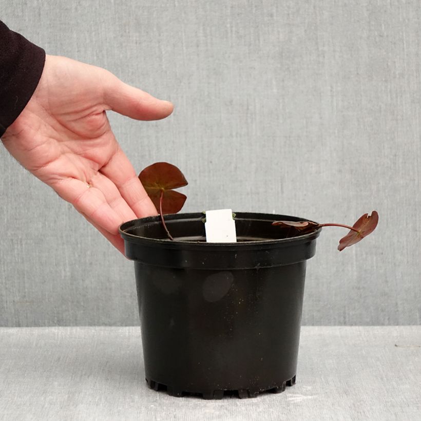 Exemplaar van Nymphaea Starbright - Waterlelie Pot van 1,5 l/2 l zoals geleverd in de herfst