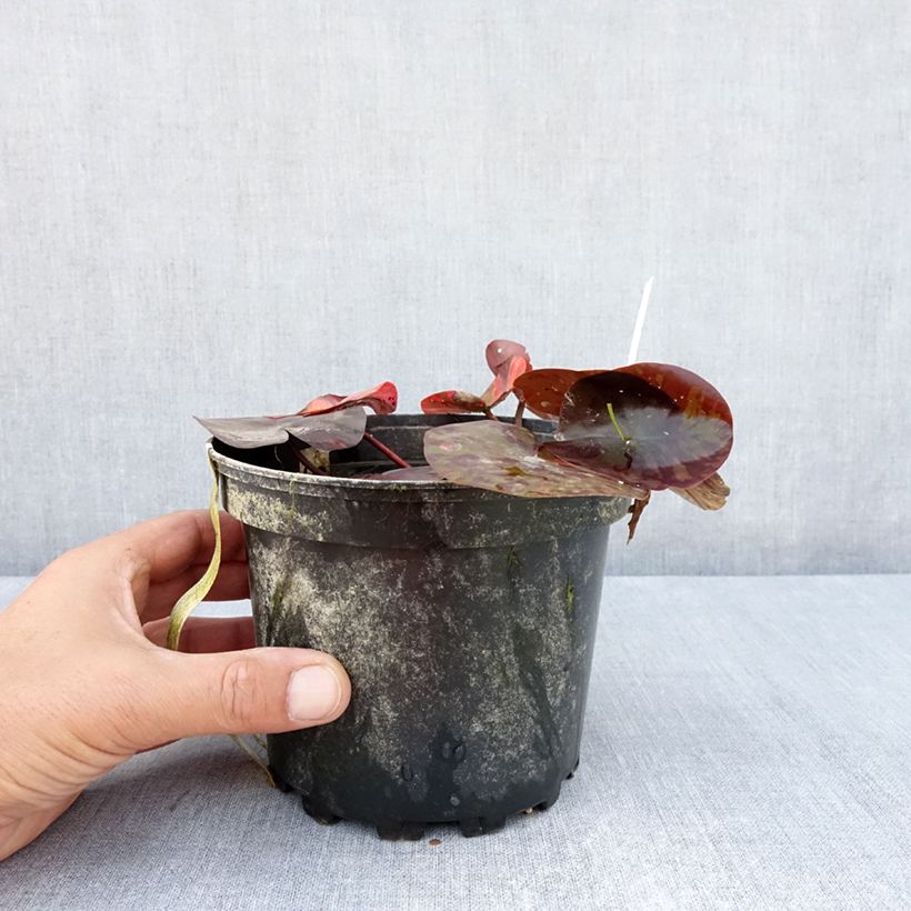 Exemplaar van Nymphaea Starbright - Waterlelie Pot van 1,5 l/2 l zoals geleverd in de zomer