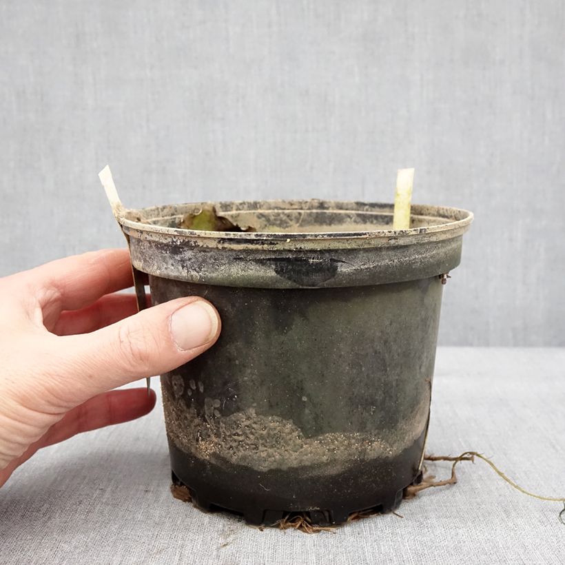 Exemplaar van Nymphaea Starbright - Nénuphar rustique Pot de 1,5L/2L zoals geleverd in de winter
