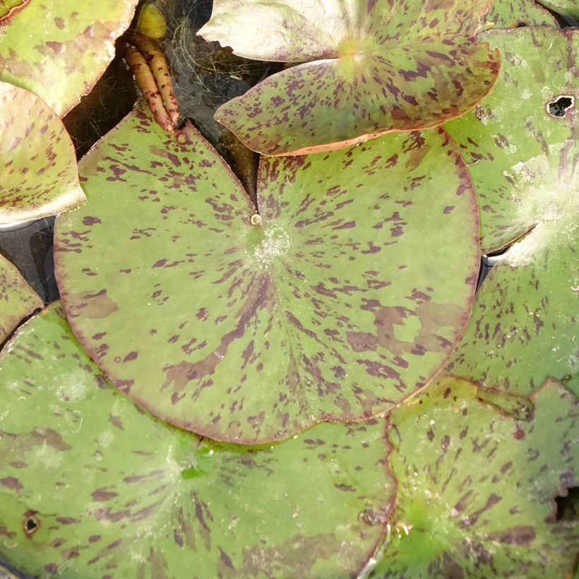Nymphaea Texas Dawn - Waterlelie (Blad)