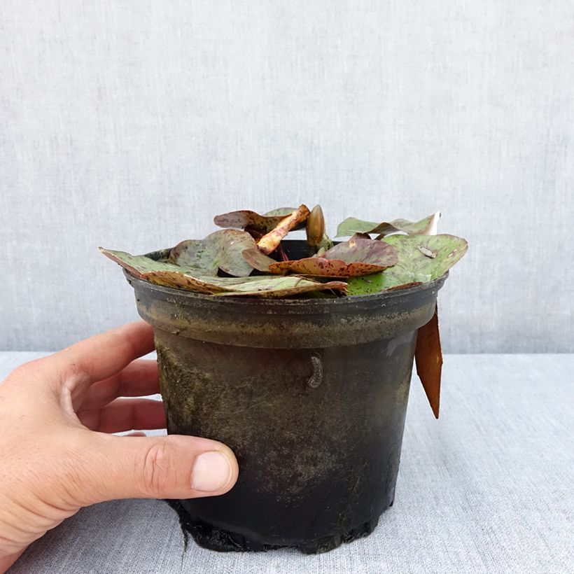 Exemplaar van Nymphaea Texas Dawn - Waterlelie Pot van 1,5 l/2 l zoals geleverd in de zomer