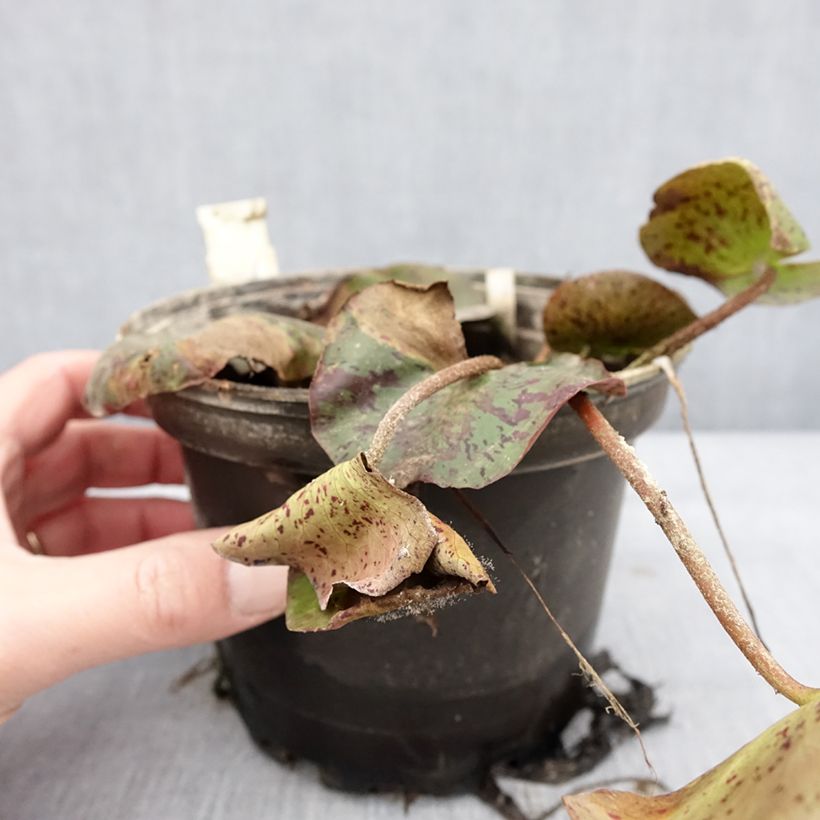 Exemplaar van Nymphaea Texas Dawn - Waterlelie Pot van 1,5 l/2 l zoals geleverd in de winter