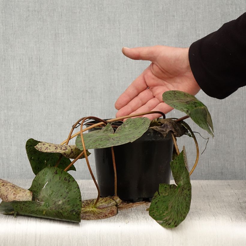 Exemplaar van Nymphaea Texas Dawn - Waterlelie Pot van 1,5 l/2 l zoals geleverd in de lente