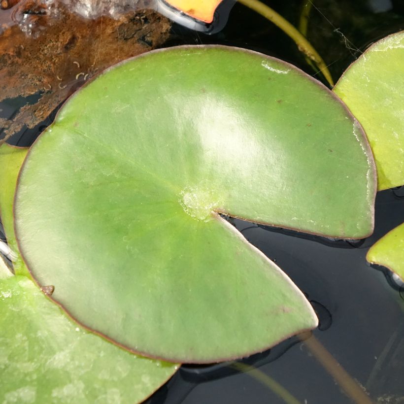 Nymphaea Venusta - Waterlelie (Blad)