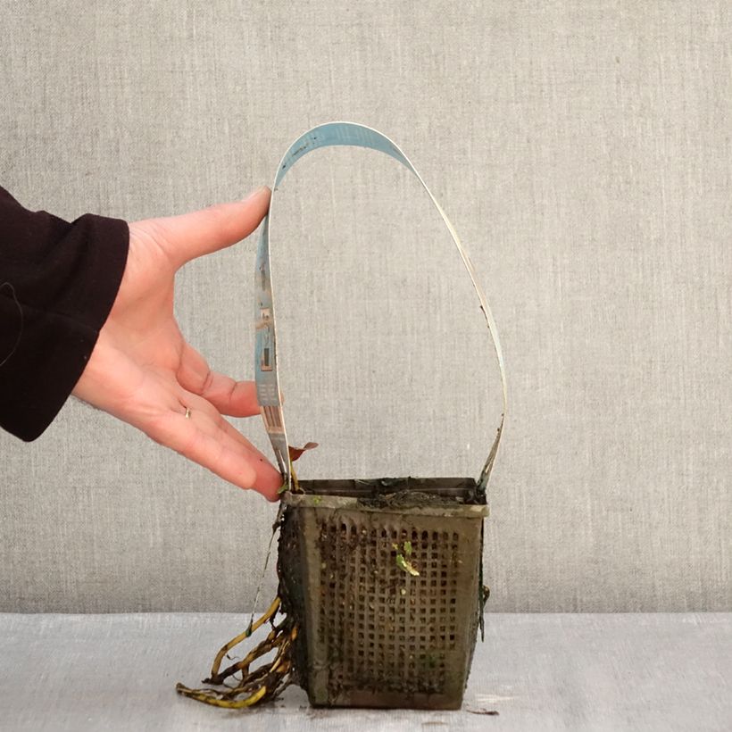 Exemplaar van Nymphaea Venusta - Waterlelie Pot van 1 l/1,5 l zoals geleverd in de winter