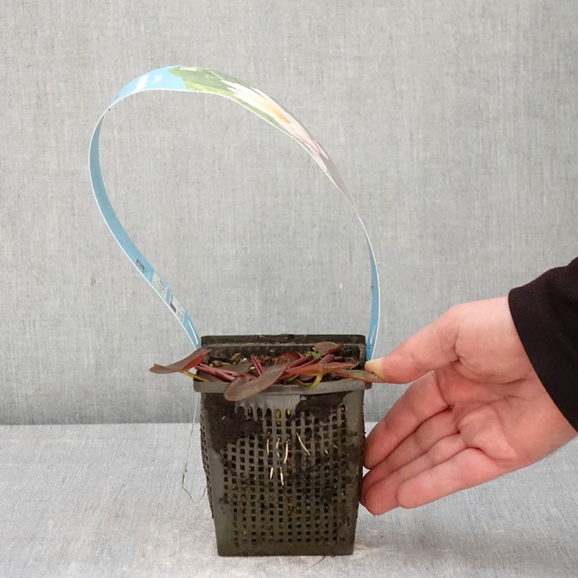 Exemplaar van Nymphaea Venusta - Waterlelie Pot van 1 l/1,5 l zoals geleverd in de lente