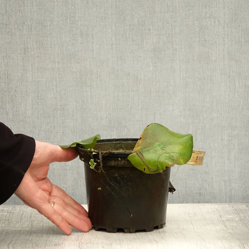 Exemplaar van Nymphaea Virginalis - Waterlelie Pot van 1,5 l/2 l zoals geleverd in de herfst
