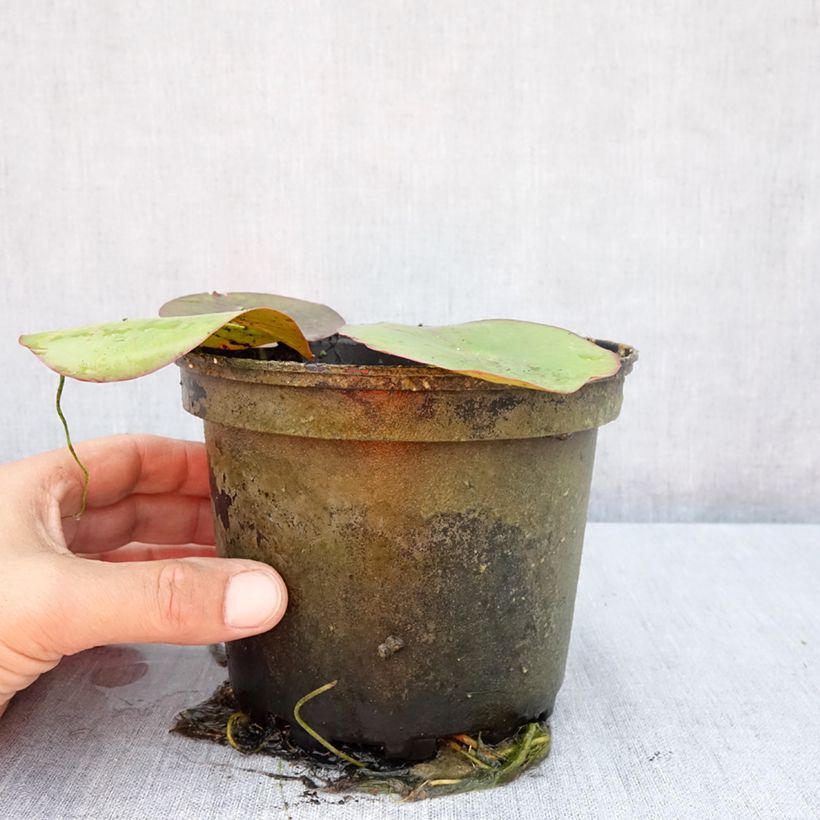 Exemplaar van Nymphaea Virginalis - Waterlelie Pot van 1,5 l/2 l zoals geleverd in de zomer