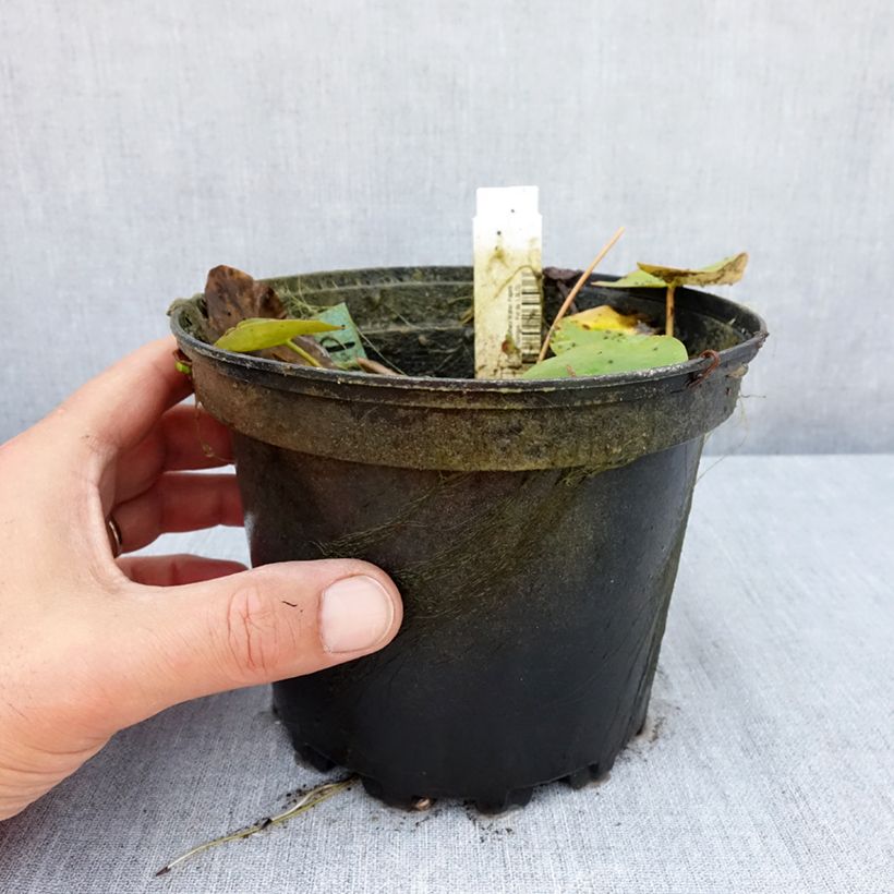 Exemplaar van Nymphaea Walter Pagels - Waterlelie Pot van 1,5 l/2 l zoals geleverd in de zomer