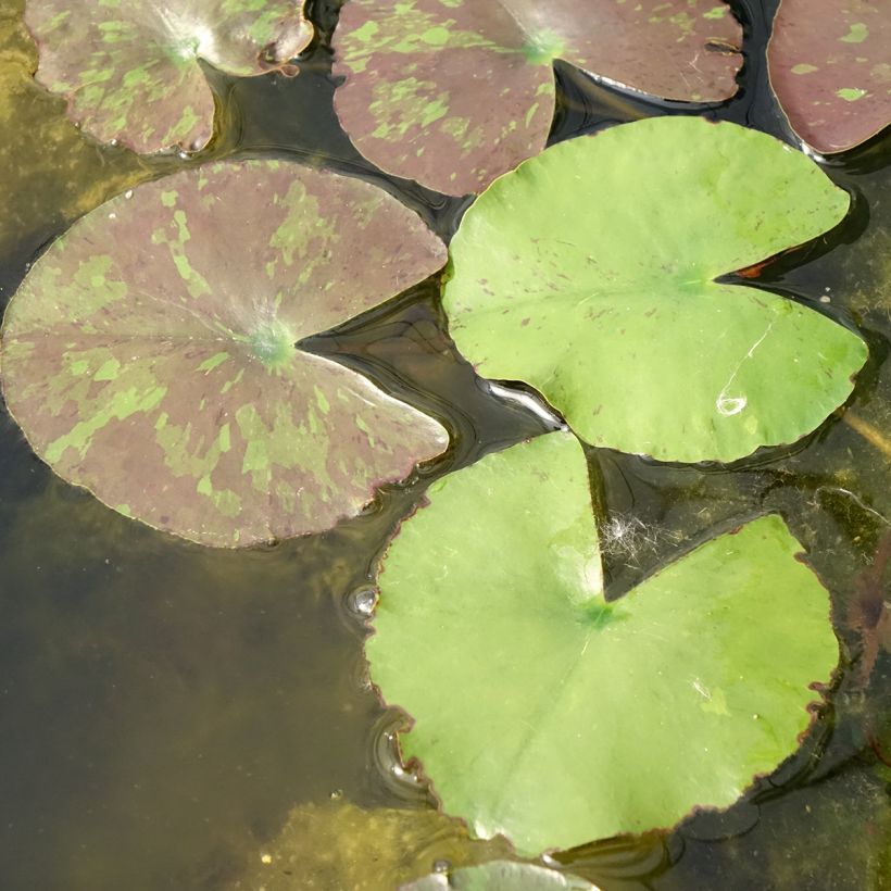Nymphaea Wanvisa - Waterlelie (Blad)