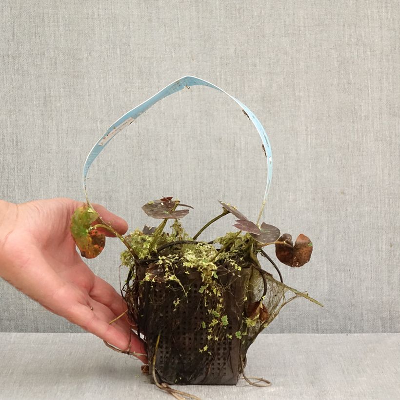 Exemplaar van Nymphaea Wanvisa - Waterlelie Pot van 1 l/1,5 l zoals geleverd in de herfst