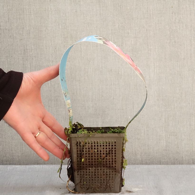 Exemplaar van Nymphaea Wanvisa - Waterlelie Pot van 1 l/1,5 l zoals geleverd in de winter