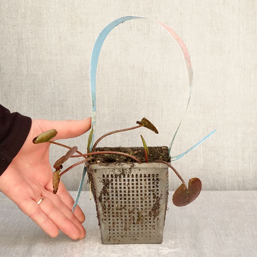 Exemplaar van Nymphaea Wanvisa - Waterlelie Pot van 1 l/1,5 l zoals geleverd in de lente
