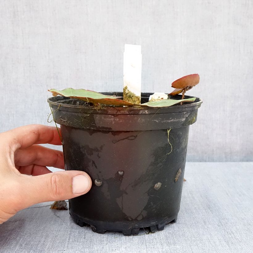 Exemplaar van Nymphaea White 1000 Petals - Waterlelie Pot van 1,5 l/2 l zoals geleverd in de zomer