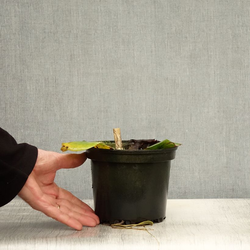 Exemplaar van Nymphaea White 1000 Petals - Waterlelie Pot van 1,5 l/2 l zoals geleverd in de herfst