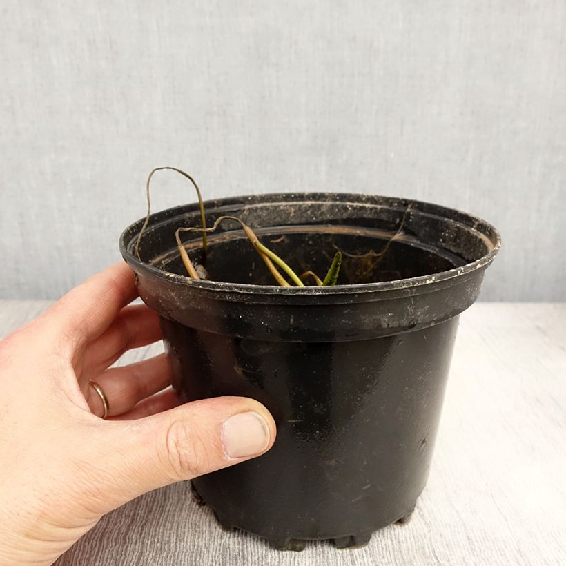 Exemplaar van Nymphaea White 1000 Petals - Waterlelie Pot van 1,5 l/2 l zoals geleverd in de lente