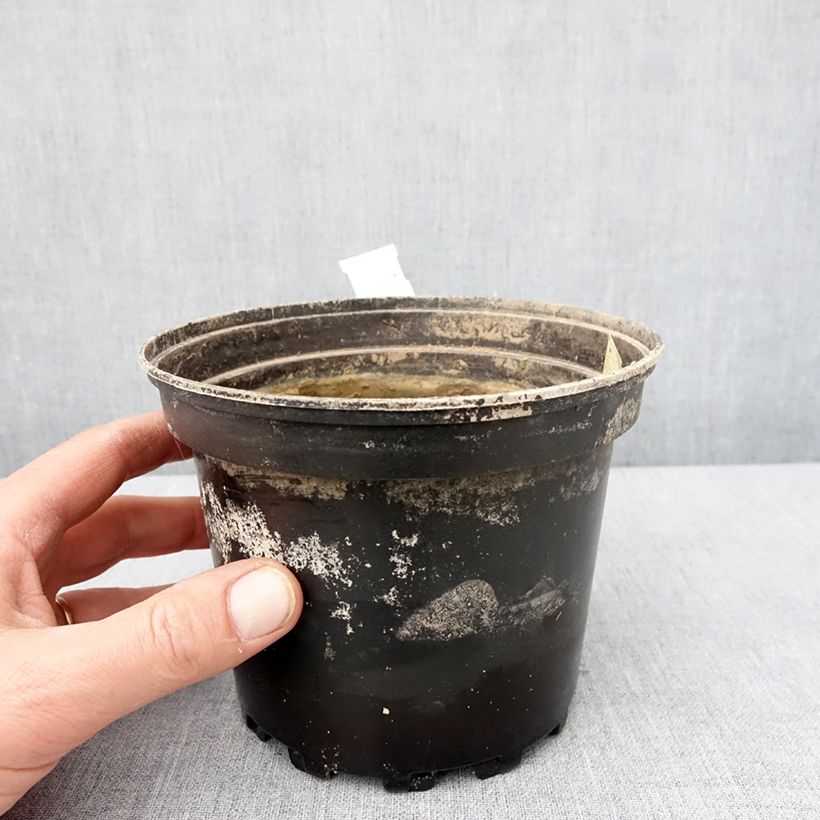Exemplaar van Nymphaea White Sultan - Nénuphar rustique blanc Pot de 1,5L/2L zoals geleverd in de winter