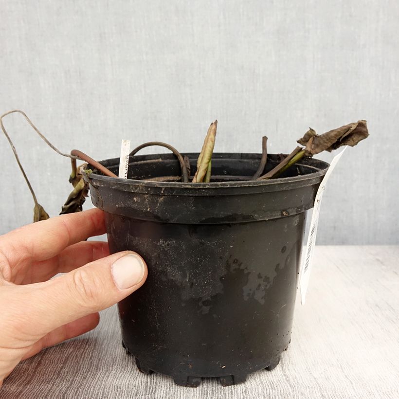 Exemplaar van Nymphaea White Sultan - Waterlelie Pot van 1,5 l/2 l zoals geleverd in de lente