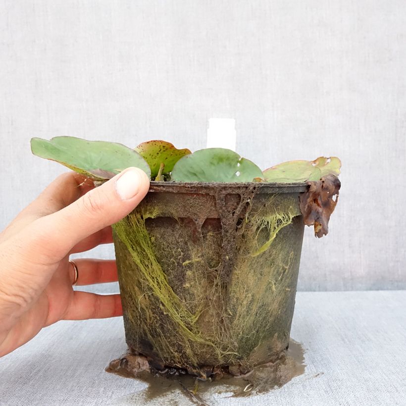 Exemplaar van Nymphaea Yellow Enigma - Waterlelie Pot van 1,5 l/2 l zoals geleverd in de zomer