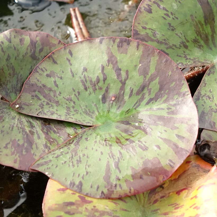 Nymphaea Yellow Queen - Waterlelie (Blad)