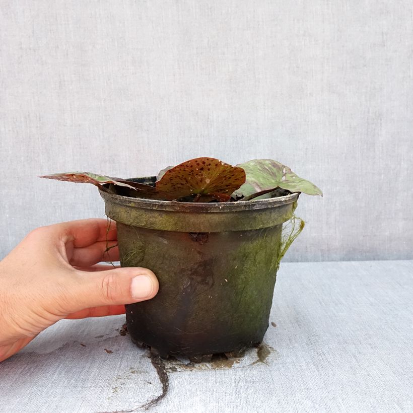 Exemplaar van Nymphaea Yellow Queen - Waterlelie Pot van 1,5 l/2 l zoals geleverd in de zomer