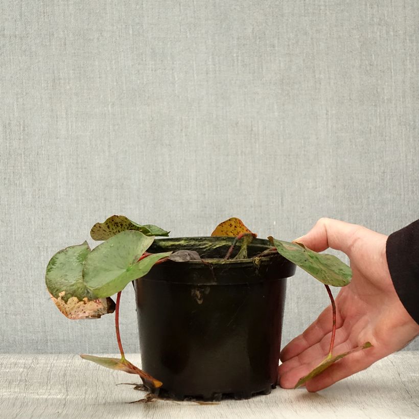 Exemplaar van Nymphaea Yellow Queen - Waterlelie Pot van 1,5 l/2 l zoals geleverd in de herfst