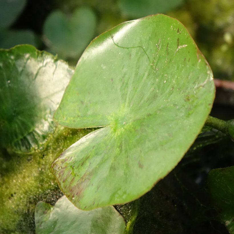 Nymphaea Yellow Sensation - Waterlelie (Blad)