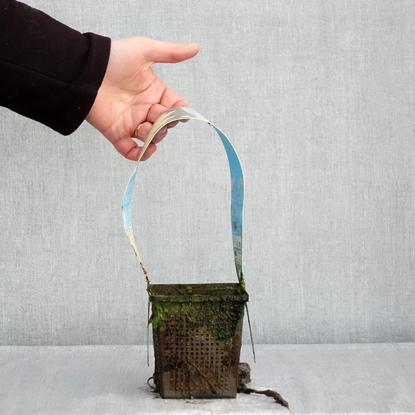 Exemplaar van Nymphaea Yellow Sensation - Waterlelie Pot van 1 l/1,5 l zoals geleverd in de winter