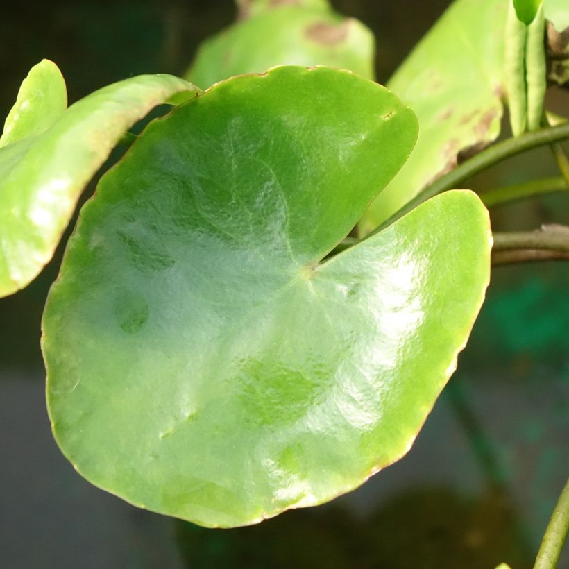 Nymphoides peltata - Watergentiaan (Blad)