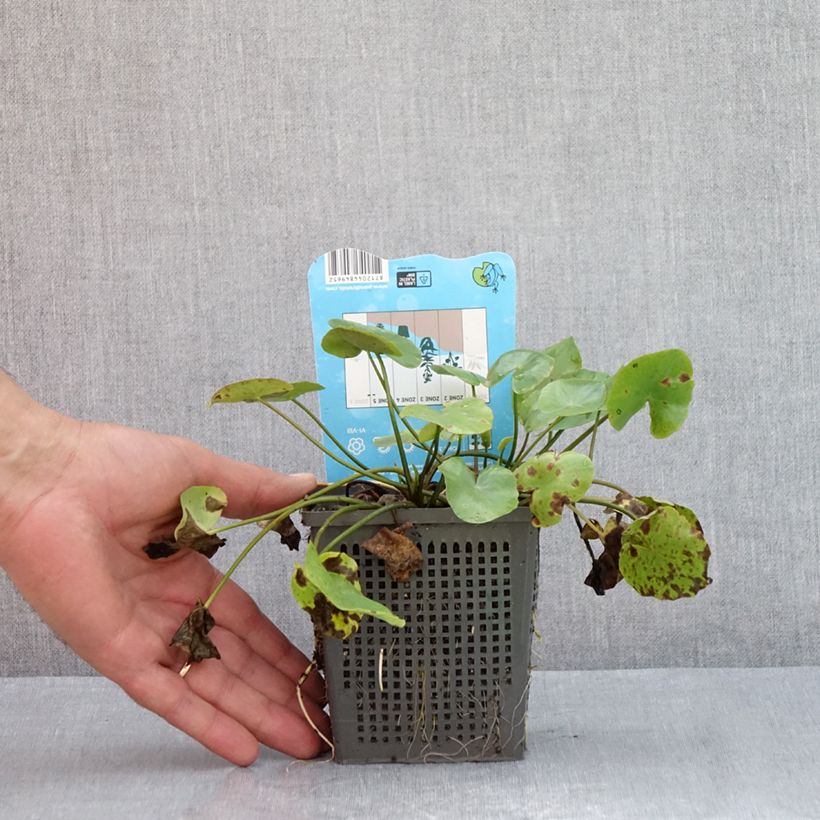 Exemplaar van Nymphoides peltata - Watergentiaan Pot van 1 l/1,5 l zoals geleverd in de zomer