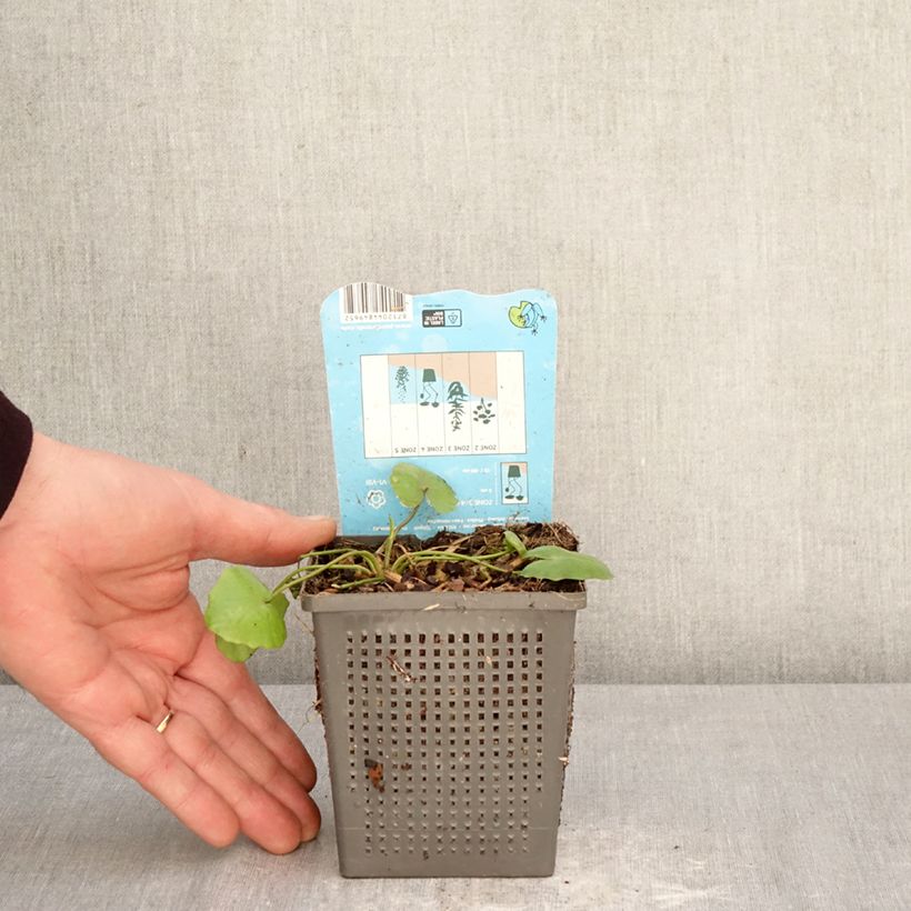 Exemplaar van Nymphoides peltata - Watergentiaan Pot van 1 l/1,5 l zoals geleverd in de lente