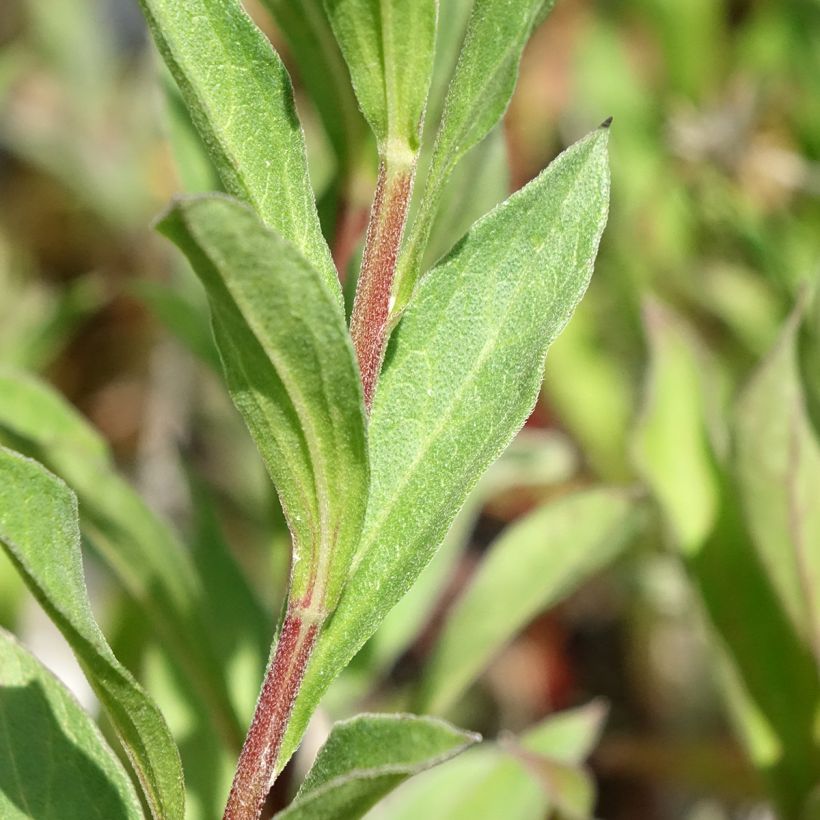 Aster amellus Dr Otto Petschek - Bergaster (Blad)