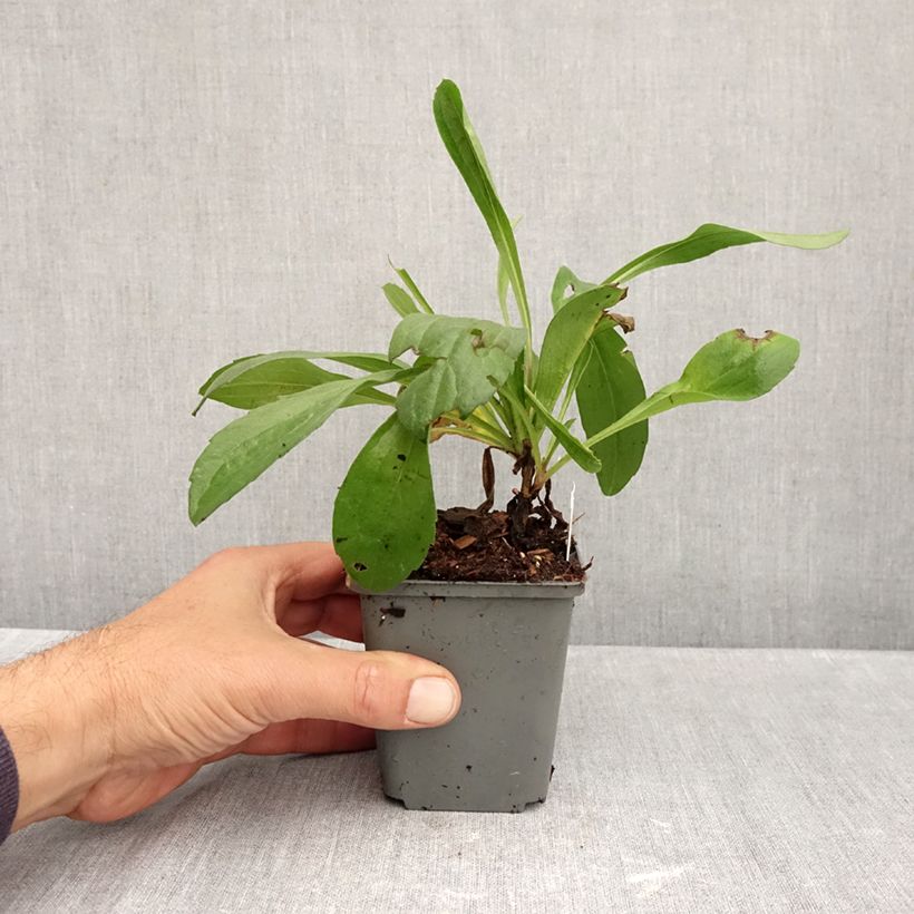 Exemplaar van Aster amellus Grunder - Bergaster Kweekpotje van 8/9 cm zoals geleverd in de herfst