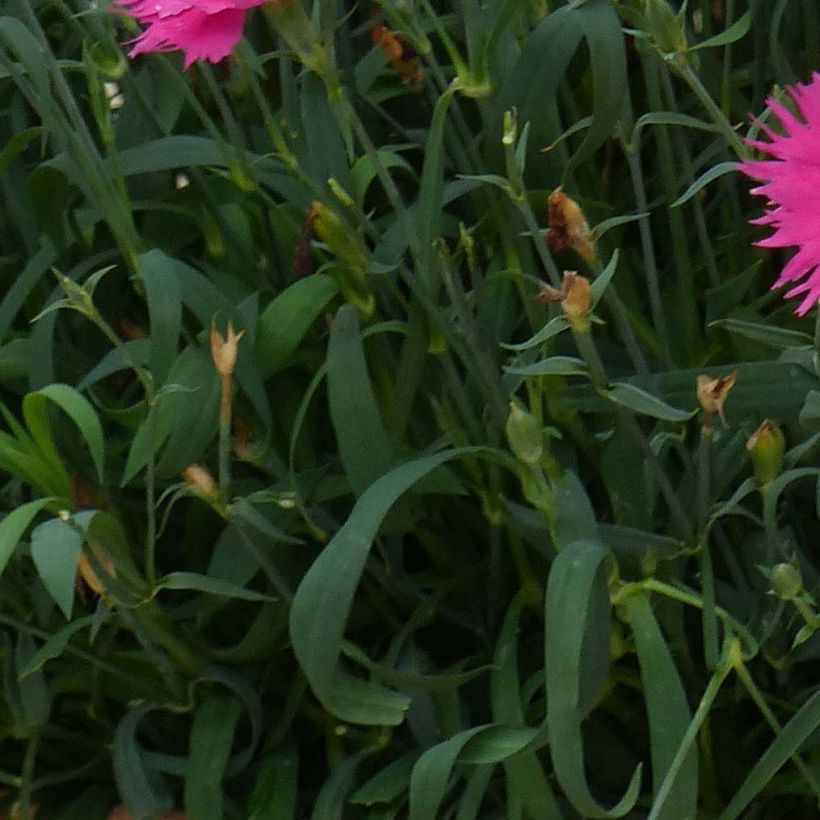 Anjer Suntory Pink - Dianthus (Blad)