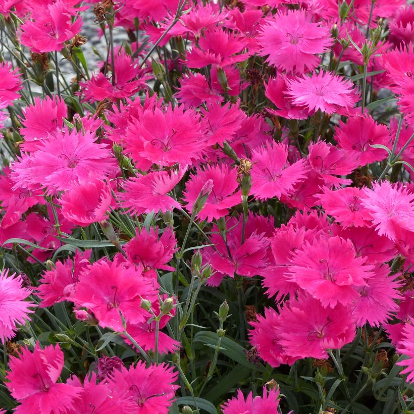 Anjer Suntory Pink - Dianthus (Bloei)