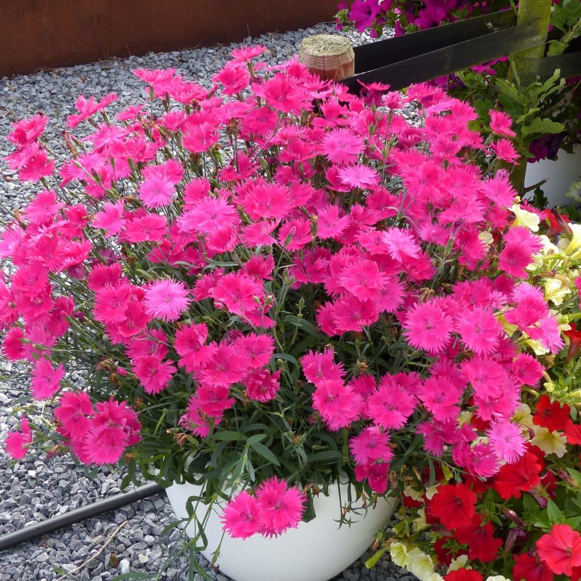 Anjer Suntory Pink - Dianthus (Groeiplaats)