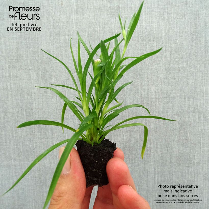 Exemplaar van Dianthus Sunflor Red Esta - Grasanjer Mini-mot Ø 1,5/2,5 cm zoals geleverd in de herfst