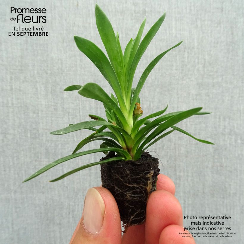 Exemplaar van Anjer Sunflor Sinclair - Dianthus Mini-mot Ø 1,5/2,5 cm zoals geleverd in de herfst