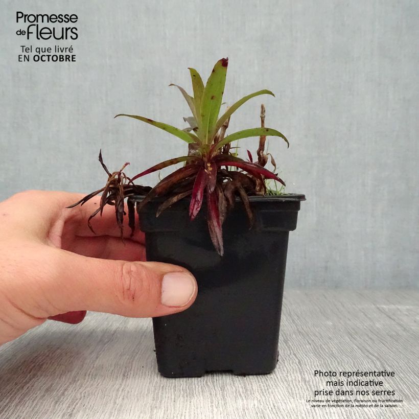 Exemplaar van Duizendschoon Sooty - Dianthus barbatus nigrescens Kweekpotje van 7/8 cm zoals geleverd in de herfst