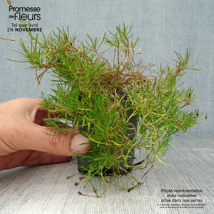 Exemplaar van Petrorhagia saxifraga - Kleine mantelanjer Kweekpotje van 8/9 cm zoals geleverd in de herfst