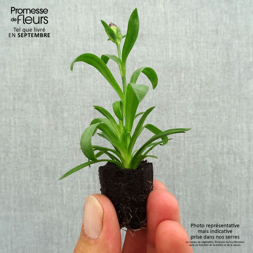 Exemplaar van Anjer Sunflor Beetle - Dianthus Mini-mot Ø 1,5/2,5 cm zoals geleverd in de herfst