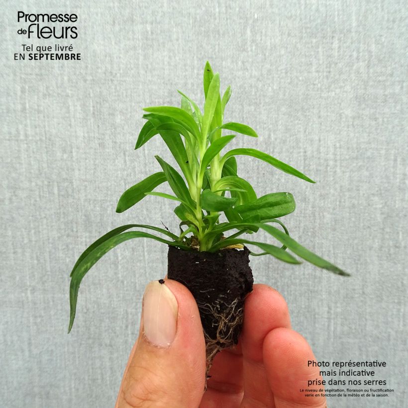 Exemplaar van Anjer Sunflor Cosmos - Dianthus Mini-mot Ø 1,5/2,5 cm zoals geleverd in de herfst